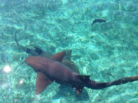 sharks, Belize – Best Places In The World To Retire – International Living